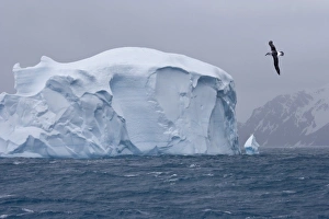 South Atlantic, South Georgia Island. Albatross flies past an iceberg