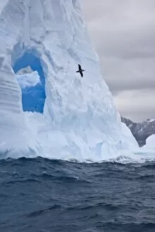 South Atlantic, South Georgia Island. Albatross flies past an iceberg