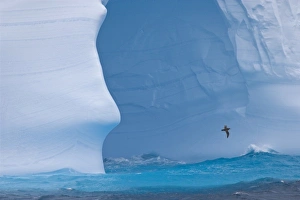 Images Dated 10th November 2007: South Atlantic, South Georgia Island. Albatross flies past an iceberg