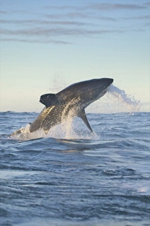 Breaching Prints: South Cape Town. A great white shark propels himself out of the water, trying to strike