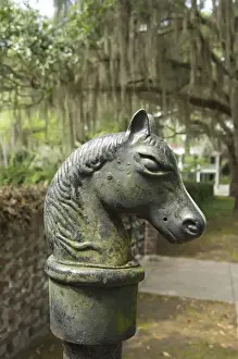 Live Oak Prints: South Carolina, Beaufort. Antique horse head carriage hitch, Southern Live Oak trees