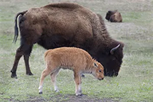 Prints of South Dakota, Custer State Park, Bison mother and calf, Bison bison Images Dated 2019 November: South Dakota, Custer State Park, Bison mother and calf, Bison bison