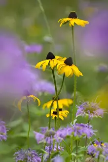 South Dakota. USA. Black-eyed susan (Rudbeckia hirta) & wild bergamot (Monarda fistulosa) in bloom