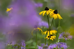 Annual Prints: South Dakota. USA. Black-eyed susan (Rudbeckia hirta) & wild bergamot (Monarda fistulosa) in bloom