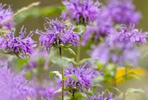 Annual Prints: South Dakota. USA. Wild bergamot (Monarda fistulosa) in bloom. Black Hills. Black