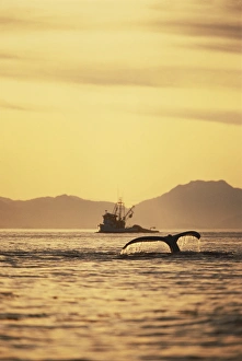 Whale Prints: 06