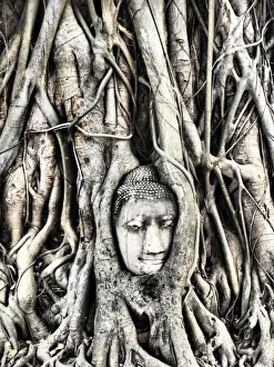 Images Dated 2nd December 2014: South East Asia, Thailand; Ayutthaya; the head of the sandstone buddha image in roots of bodhi tree