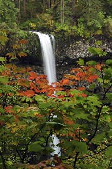 Images Dated 12th October 2010: South Falls in Autumn, Silver Falls State Park, Oregon, USA