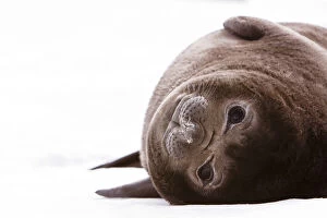 South Geoprgia Island, Antarctica. Southern Baby Elephant Seal rests up-side-down