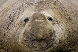 South Georgia Prints: South Georgia, Elsehul Bay. Close-up of adult southern elephant seal face
