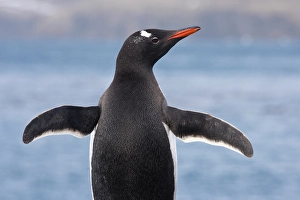 Images Dated 17th June 2024: South Georgia, Fortuna Bay. Close-up of gentoo penguin