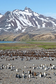 South Georgia Prints: South Georgia, Fortuna Bay. King penguin colony, adults with chicks