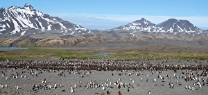 South Georgia Prints: South Georgia, Fortuna Bay. King penguin colony, adults with chicks