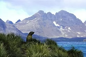 South Georgia fur seal in tussock grass, Prion Island, South Georgia Island, Scotia Sea