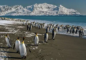 Images Dated 23rd January 2024: South Georgia Island