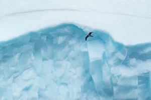 Seabird Prints: South Georgia Island, Antarctica