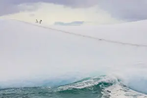 Josh Anon Prints: South Georgia Island. Chinstrap penguins ride an iceberg