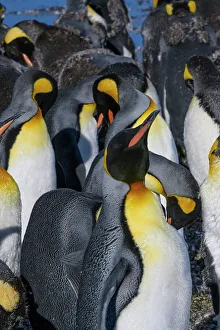 Colony Prints: South Georgia Island. Close-up of group of king penguins