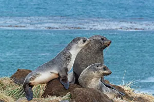 Images Dated 23rd January 2024: South Georgia Island. Family of Antarctic fur seals on tussock grass