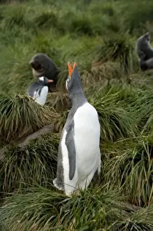 Poa Flabellata Prints: South Georgia Island, Godthul. Gentoo penguin (Pygoscelis papua) on tussac grass