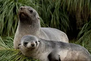 Poa Flabellata Prints: South Georgia Island, Godthul. Young Antarctic fur seal (Arctocephalus gazella) on tussac grass