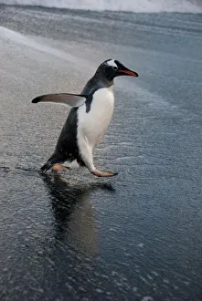 Images Dated 17th March 2010: South Georgia Island, Gold Harbor. Gentoo penguin on beach (Pygoscelis papua)