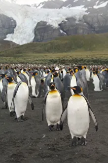Images Dated 17th March 2010: South Georgia Island, Gold Harbor. King penguin (Aptenodytes patagonicus) colony