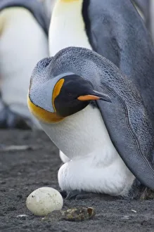 Images Dated 17th March 2010: South Georgia Island, Gold Harbor. King penguin (Aptenodytes patagonicus) protecting egg