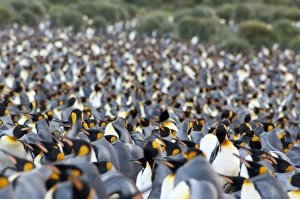 Images Dated 17th March 2010: South Georgia Island, Gold Harbor. King penguin (Aptenodytes patagonicus) colony