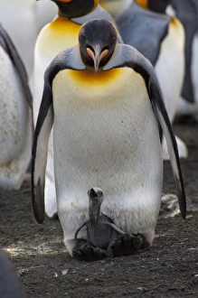 Images Dated 17th March 2010: South Georgia Island, Gold Harbor. King penguin (Aptenodytes patagonicus) with new chick