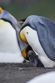 Images Dated 17th March 2010: South Georgia Island, Gold Harbor. King penguin (Aptenodytes patagonicus) with new chick
