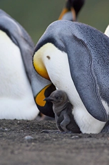 Images Dated 17th March 2010: South Georgia Island, Gold Harbor. King penguin (Aptenodytes patagonicus) with new chick