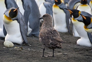 Images Dated 17th March 2010: South Georgia Island, Gold Harbor. King penguins (Aptenodytes patagonicus) & Skua