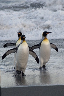 Images Dated 17th March 2010: South Georgia Island, Gold Harbor. King penguins (Aptenodytes patagonicus) on beach