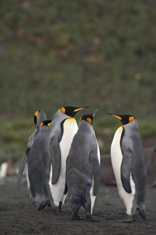 Images Dated 17th March 2010: South Georgia Island, Gold Harbor. King penguins (Aptenodytes patagonicus) on beach