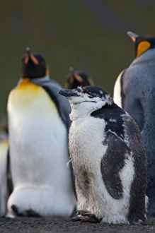 Images Dated 17th March 2010: South Georgia Island, Gold Harbor. Molting Chinstrap penguin (Pygoscelis antarctica)