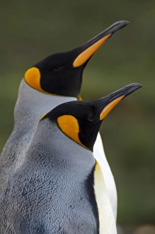 Images Dated 17th March 2010: South Georgia Island, Gold Harbor. King penguins (Aptenodytes patagonicus)