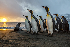 Gold Harbor Prints: South Georgia Island, Gold Harbour. King penguins and fur seal on beach at sunrise