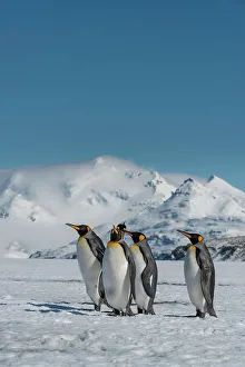 Images Dated 23rd January 2024: South Georgia Island. Group of king penguins walk on snowy shore of Salisbury Plain