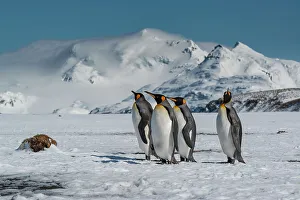 Images Dated 23rd January 2024: South Georgia Island. Group of king penguins walk on snowy shore of Salisbury Plain