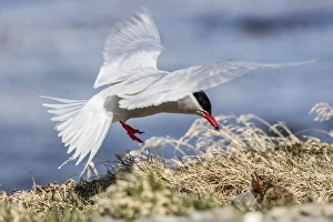 Parent Prints: South Georgia Island, Grytviken. Parent Antarctic tern feeds its baby