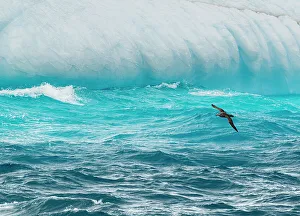 Images Dated 23rd January 2024: South Georgia Island. Iceberg and giant petrel flies low over the waves