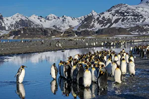Colony Prints: South Georgia Island. King penguin crosses creek and joins colony at Salisbury Plain