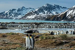 Colony Prints: South Georgia Island. King penguins and elephant seal on shore of St. Andrews Bay