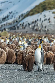 Colony Prints: South Georgia Island. King penguins feed and care for their chicks on Salisbury Plain