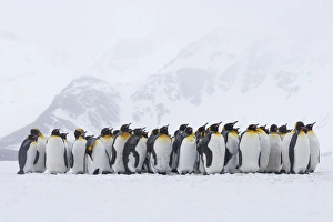 South Georgia Island, Right Whale Bay. Penguins huddle together in snowstorm
