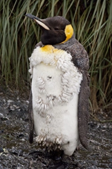 Fledgling Prints: South Georgia Island, Salisbury Plain. King penguin (wild: Aptenodytes patagonicus)