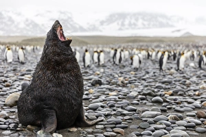 South Georgia Island, Salisbury Plains. Fur seal makes warning call to protect his territory