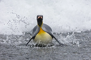 Images Dated 16th November 2015: South Georgia Island, Salisbury Plains. King penguin emerges onto beach