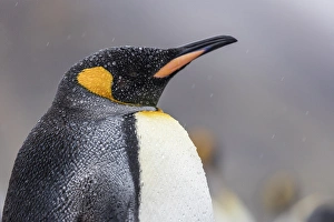 Images Dated 16th November 2015: South Georgia Island, Salisbury Plains. Close-up of king penguin in rain storm